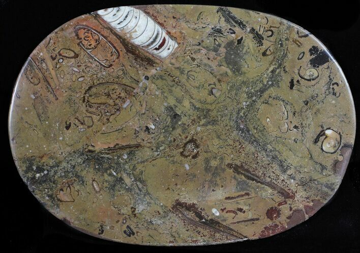 / Fossil Orthoceras & Goniatite Plate - Stoneware #58575